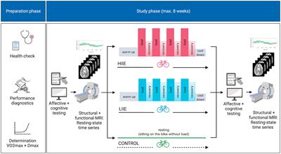 Differential modulation of resting-state functional connectivity between amygdala and precuneus after acute physical exertion of varying intensity: indications for a role in affective regulation